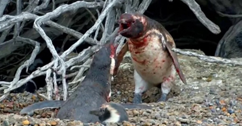 Cientistas mostram que pinguins tentam matar 'talaricos'
