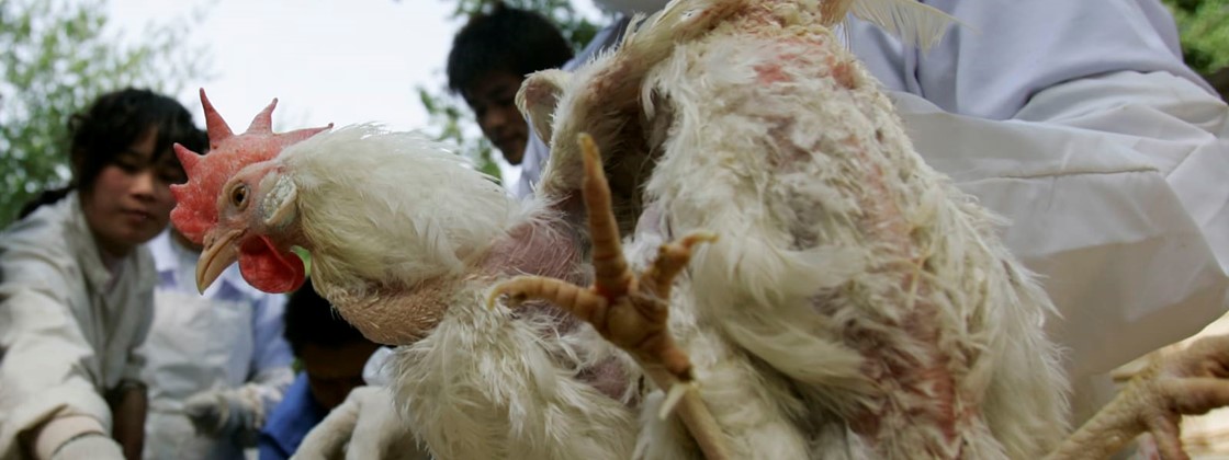 China encontra coronavírus em frango importado do Brasil